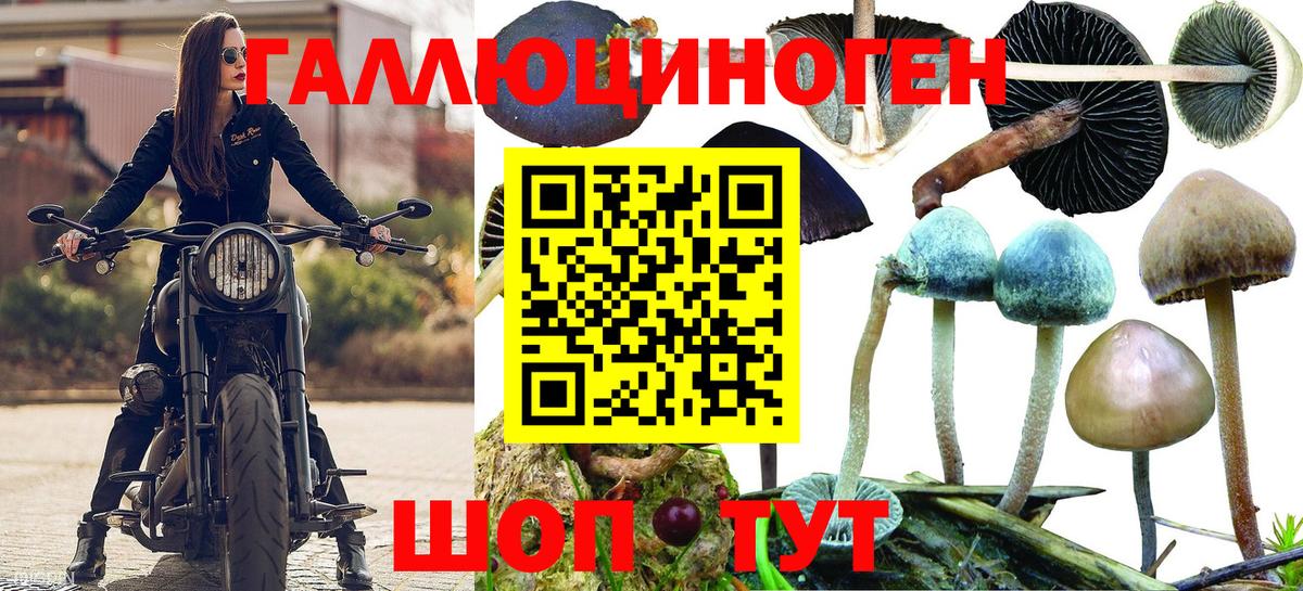 Псилоцибиновые грибы прущие грибы Лесной